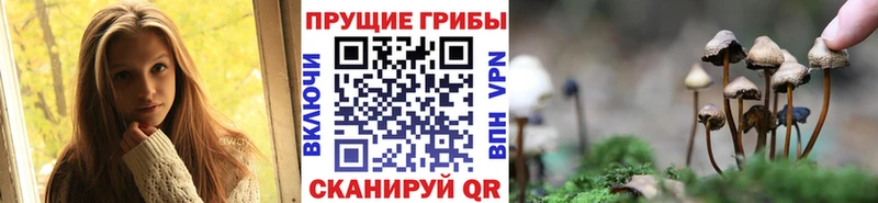 blacksprut tor  цена   Ярцево  Галлюциногенные грибы Psilocybe 